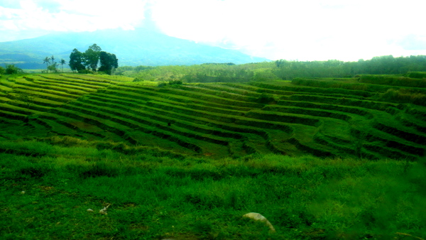 rice fields in Bacolod
