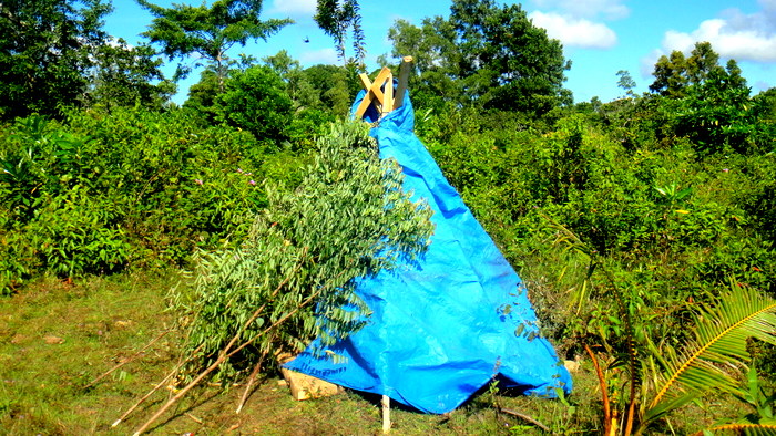Native American tipi cover uses tree branches