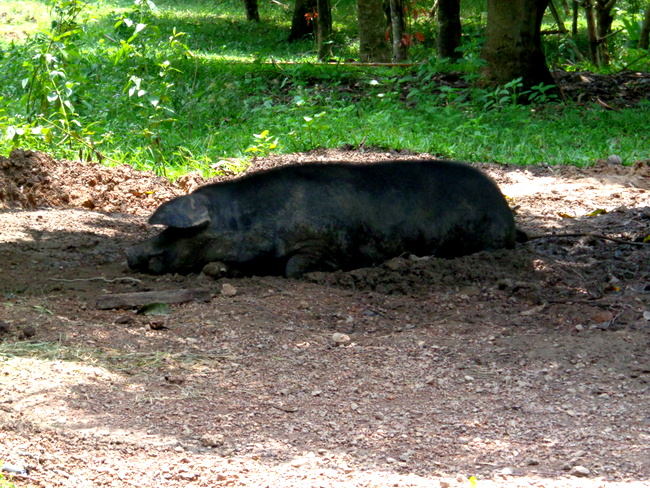 big sow resting at wonder farms, guimaras