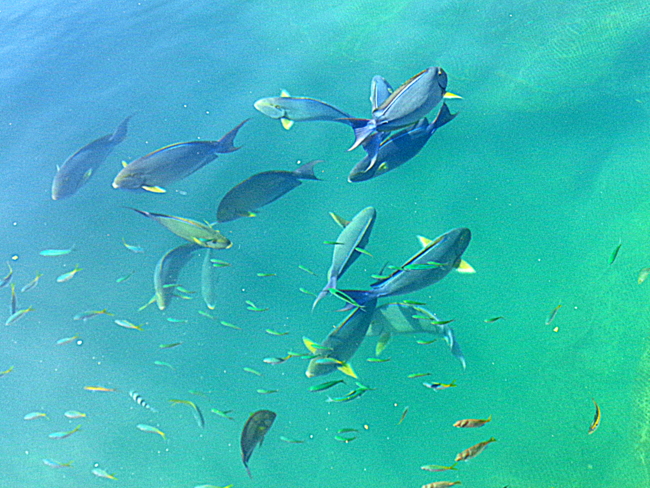 marine life at seafdec in guimaras