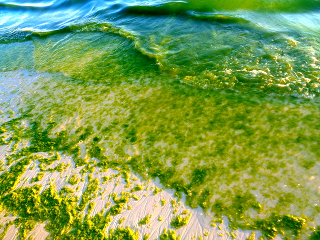 white beach boracay covered with slimy green algae